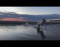 White dog slow motion runs across water sunset