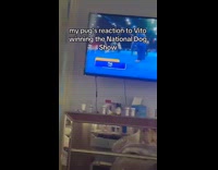 Pug cheering for Vito on tv 