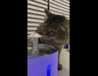 Cat drinking from water fountain device