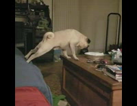 Pug on couch stretches to reach table 