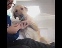 Girl says to give paw and files golden retriever dogs nails with nail filer