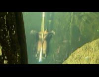 How beaver look when they swim surface