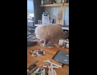 Gray cat climb on table with Lego
