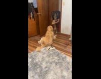 Woman making cat fight dog 