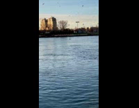 Collab winy - Dolphins swim at east river sighting sunset