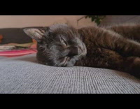 Black cat asleep eyes half open woke up