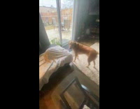 Brown dog curious with cat under blanket
