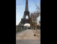 Dog wandering near Eiffel Tower