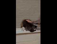 Cat gets back pat raises its tail