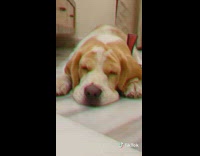 Brown white dog blue leash sunglasses nap 