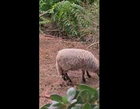 Guy says meee surprised goat responds back