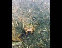 Friendly toad pet jump on guy leg