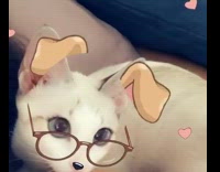 Girl puts dog filter on white kitten 