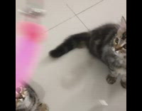 Two grey brown kittens pink feather toy