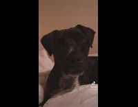 Collab BitchMP - Black dog ate corner of girls diploma 