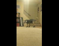 Dog wear shoes walk funny house keyboard