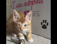 Kitten plays with leopard print mouse toy 