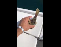 Puffer fish stuck inside of cup holder 