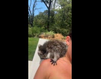 Raccoon climb on shoulder of woman on poolside