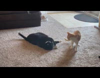 Two cats playing wrestles on the floor