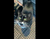 Submitter films yapping pet cats