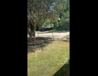 Collab BitchMP - Train driving on the road 