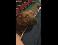 Brown dog whines to jump on bed