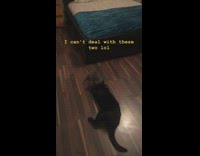 Black cat and grey kitten play together 