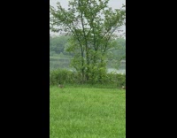 Goose families follow each other grass yard