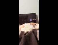 Pet dog lie down and wants the owner to only scratch it