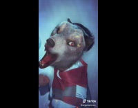 Guy uses werewolf filter 