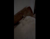 Pet cat asleep curled up and snores