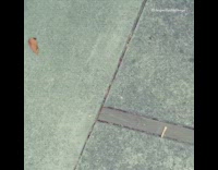 black dog making food from fridge and trying to cook it