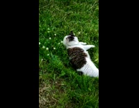 Chubby cat lays on grass 