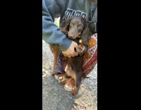 Girl squats pets brown dachshund dog eyebrows 