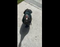 Black duck wait outside front door morning