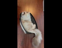 Cat spins in circles on box 