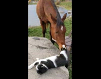 Collab DailyDoseOfInternet - Brown horse plays with pet cat on the rock table