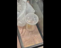 Frog in container at tank on subway