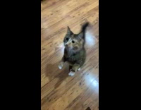 Girl tells cat to pray for apple