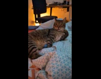 Cat body twitches randomly on the bed