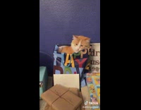 Cat hiding inside of birthday gift bag 