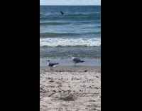 Seagull eats fish on the beach shore