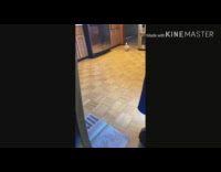 White bird yellow mohawk walks around kitchen 