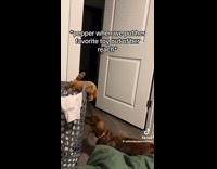 SUBMITTED FIRST TO BITCH - Dog cant get toy out of laundry basket
