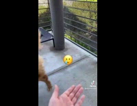 Girl holds out hand dog walks away 