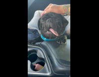 Collab PLC - Dog Pants as Man Rubs its Head