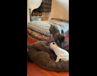 ClipsIG - Pug Pup Jumps and Tackles Pup Sibling  from bed