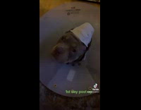 Collab Kale Salad IG - Dog wears cone around head after surgery