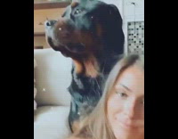 Large black brown dog white couch girl 